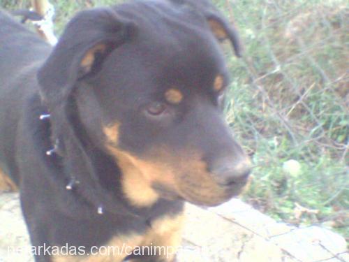 paşa Erkek Rottweiler