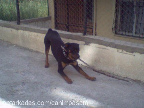 paşa Erkek Rottweiler