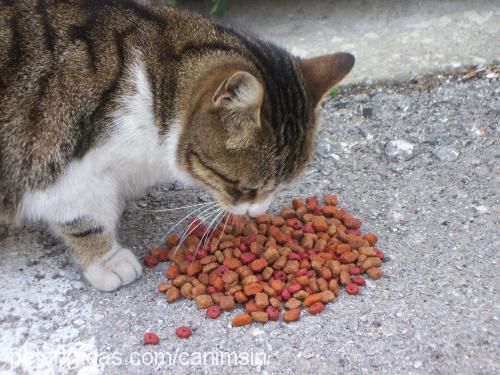 zıpzıp Dişi Tekir Kedi