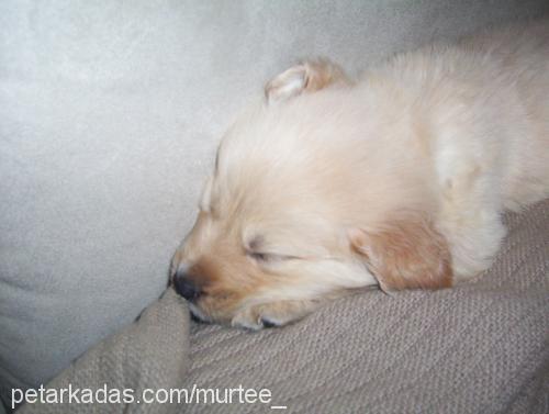 Odin Abruzzi Erkek Golden Retriever