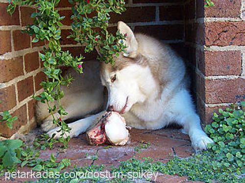 spikey Erkek Sibirya Kurdu (Husky)