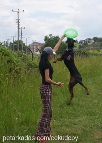 Ceku Dişi Doberman Pinscher