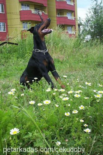 Ceku Dişi Doberman Pinscher