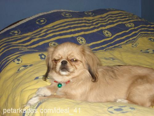 LoKuM Dişi Pekingese