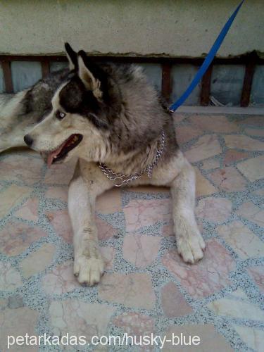 Blue Erkek Sibirya Kurdu (Husky)