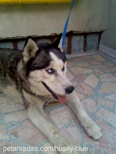 Blue Erkek Sibirya Kurdu (Husky)