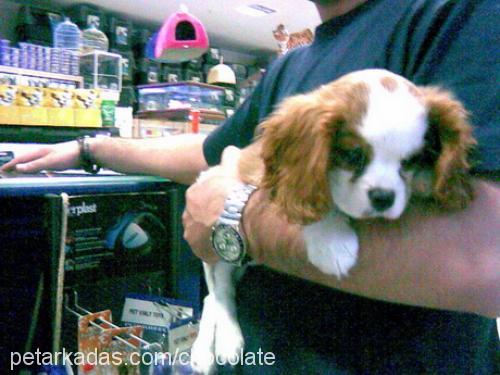 bubble Erkek King Charles Spaniel