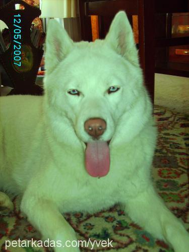 kontes Dişi Sibirya Kurdu (Husky)