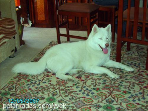 kontes Dişi Sibirya Kurdu (Husky)