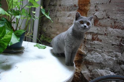 barbara Dişi British Shorthair