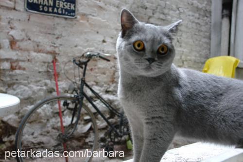 barbara Dişi British Shorthair