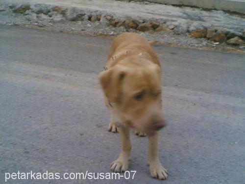 susam Erkek Labrador Retriever