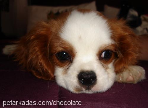 bubble Erkek King Charles Spaniel