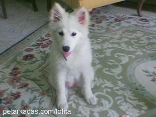 daisy Dişi Samoyed