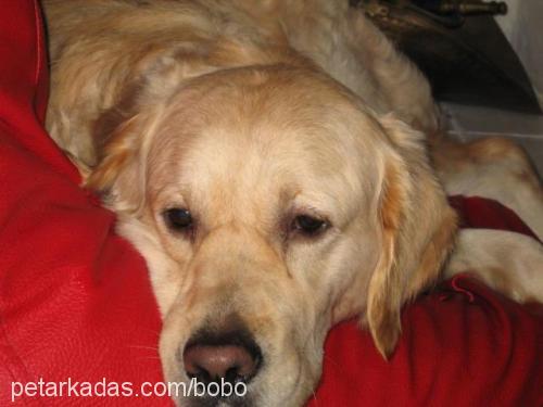 bobo Erkek Golden Retriever