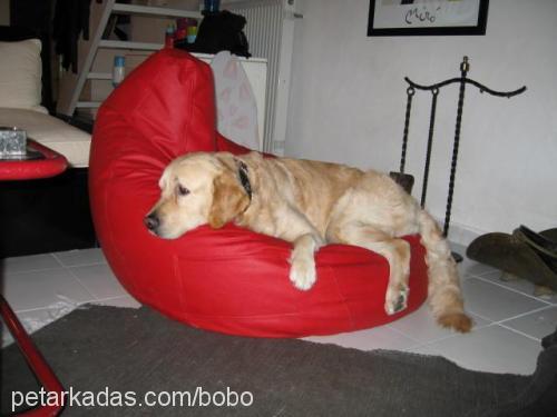 bobo Erkek Golden Retriever