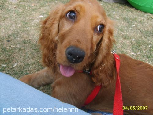 helenn Dişi İngiliz Cocker Spaniel