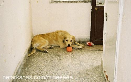 yastık Erkek Golden Retriever