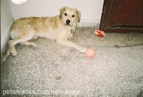 yastık Erkek Golden Retriever