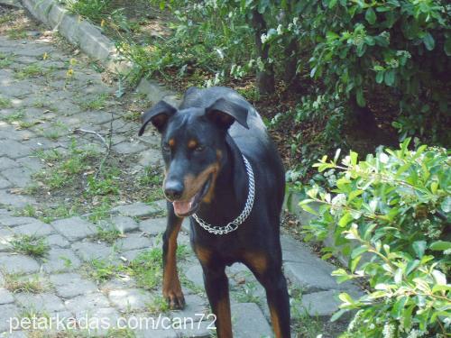 doberman Erkek Doberman Pinscher