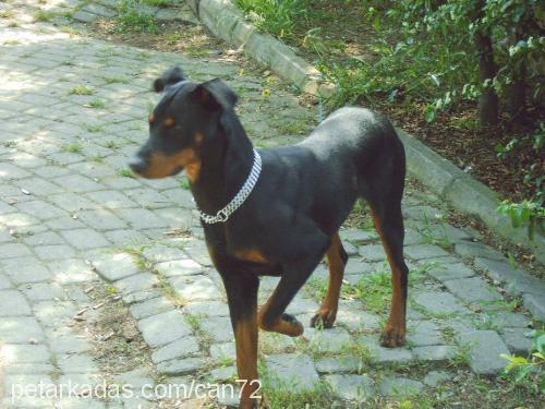 doberman Erkek Doberman Pinscher