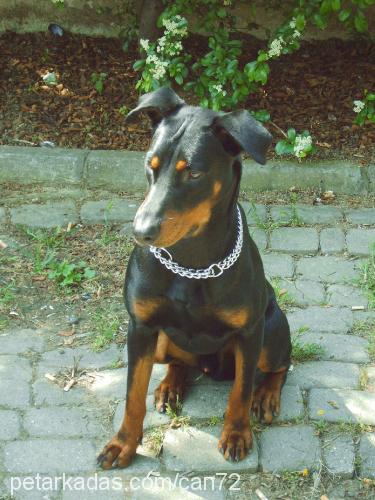 doberman Erkek Doberman Pinscher