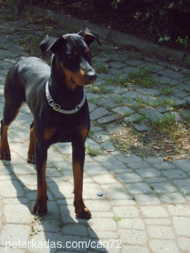 doberman Erkek Doberman Pinscher