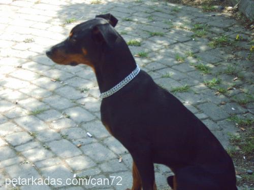 doberman Erkek Doberman Pinscher