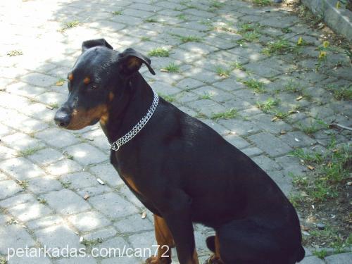 doberman Erkek Doberman Pinscher