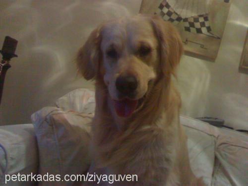 Gora Erkek Golden Retriever