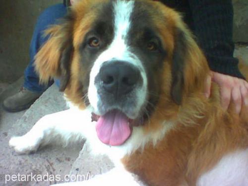 bundy Erkek St. Bernard (Saint Bernard)