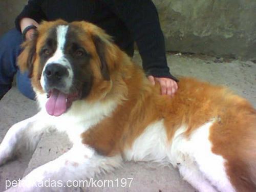 bundy Erkek St. Bernard (Saint Bernard)