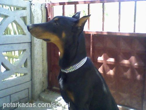 dark Erkek Doberman Pinscher