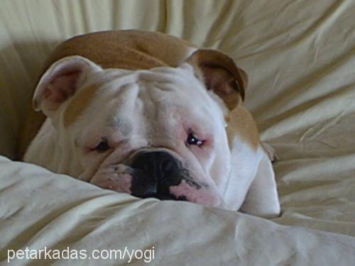 İngiliz Bulldog Erkek İngiliz Bulldog