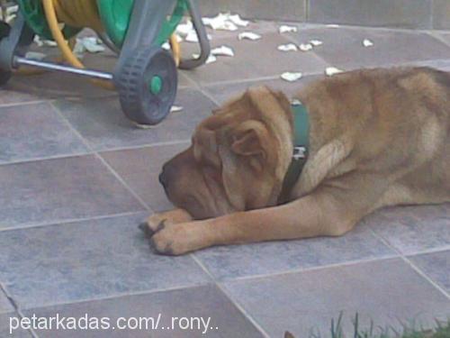 RonY Erkek Çin Shar-Pei