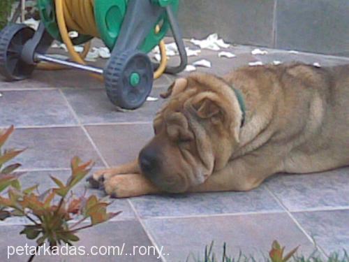 RonY Erkek Çin Shar-Pei