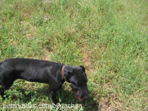 zeytin , yampir Erkek Dev Schnauzer