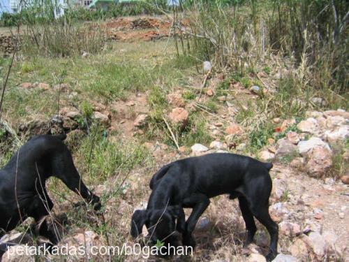 zeytin , yampir Erkek Dev Schnauzer