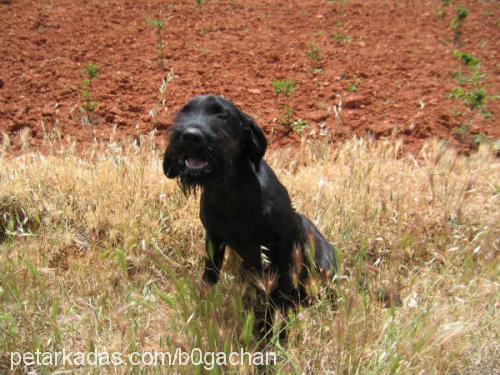 zeytin , yampir Erkek Dev Schnauzer