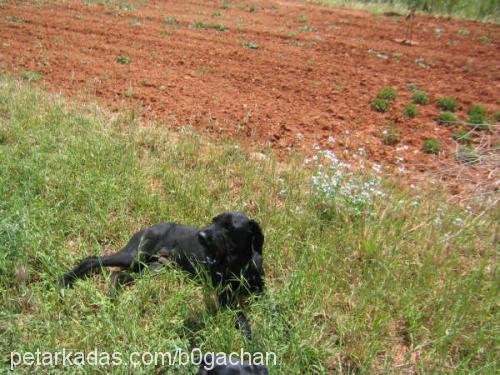 zeytin , yampir Erkek Dev Schnauzer