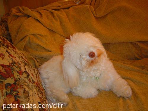 çıtır Dişi West Highland White Terrier