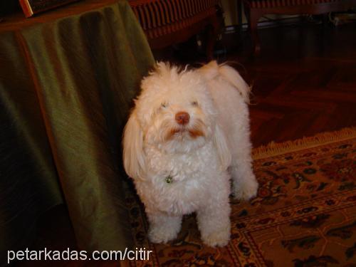 çıtır Dişi West Highland White Terrier