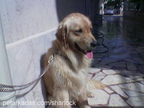 SHARLOCK Erkek Golden Retriever