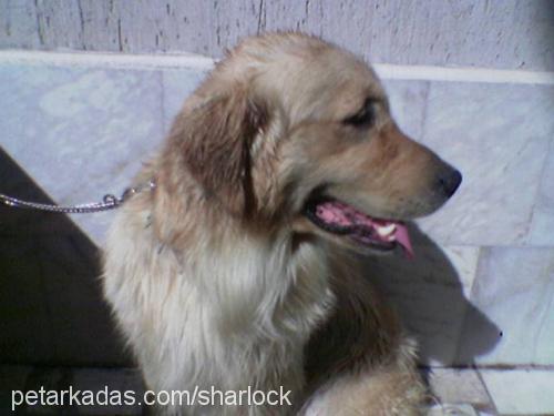 SHARLOCK Erkek Golden Retriever