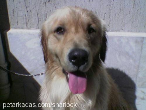 SHARLOCK Erkek Golden Retriever