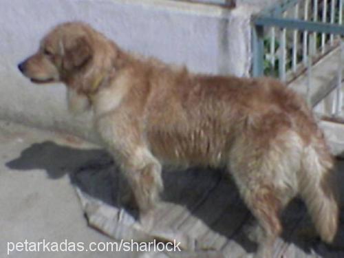 SHARLOCK Erkek Golden Retriever