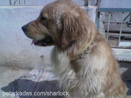 SHARLOCK Erkek Golden Retriever