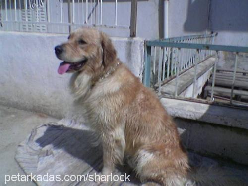 SHARLOCK Erkek Golden Retriever