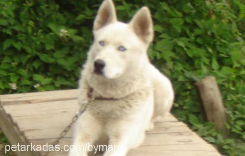 paşa Erkek Sibirya Kurdu (Husky)