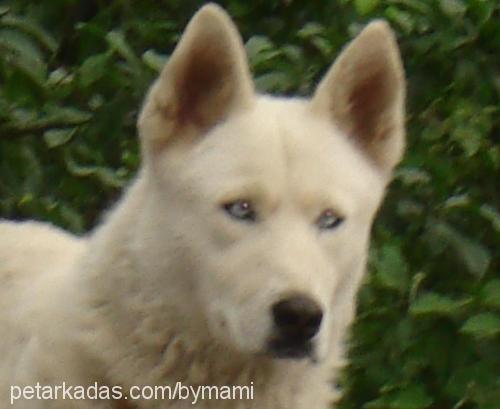 paşa Erkek Sibirya Kurdu (Husky)